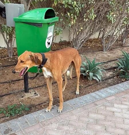 Register your pet or pay Rs 5,000 as JMC rolls out new rules Register your pet or pay Rs 5,000 as JMC rolls out new rules