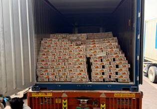 12.5 tonnes of UP mangoes exported to Dubai by sea, opening cost-effective trade route