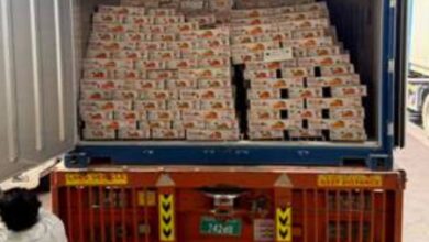 Bengal: 10 pc of mango consignment to Dubai lost due to Gulf conflict Bengal: 10 pc of mango consignment to Dubai lost due to Gulf conflict