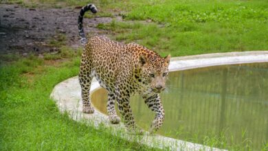 Leopard drags sleeping child from home in Pune; found dead in sugarcane field