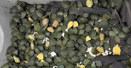AIU recovers over 700 red-eared slider turtles at Kolkata Airport from passenger coming from Bangkok AIU recovers over 700 red-eared slider turtles at Kolkata Airport from passenger coming from Bangkok