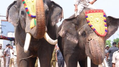 Two Kumki tuskers to help control human-elephant conflict: Pawan Kalyan Two Kumki tuskers to help control human-elephant conflict: Pawan Kalyan