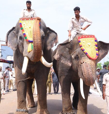 Two Kumki tuskers to help control human-elephant conflict: Pawan Kalyan