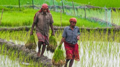 Triple blow for Cauvery delta farmers as groundwater declines, salinity rises and Mettur water remains elusive Triple blow for Cauvery delta farmers as groundwater declines, salinity rises and Mettur water remains elusive