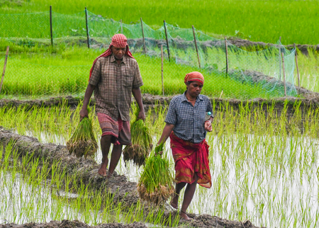 Triple blow for Cauvery delta farmers as groundwater declines, salinity rises and Mettur water remains elusive Triple blow for Cauvery delta farmers as groundwater declines, salinity rises and Mettur water remains elusive