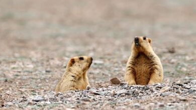 Suspected bubonic plague case confirmed in Mongolia Suspected bubonic plague case confirmed in Mongolia