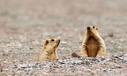Suspected bubonic plague case confirmed in Mongolia Suspected bubonic plague case confirmed in Mongolia