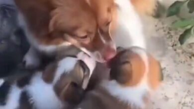 Calls for animal cruelty laws face censorship in China amid crackdown on activism: Report Calls for animal cruelty laws face censorship in China amid crackdown on activism: Report