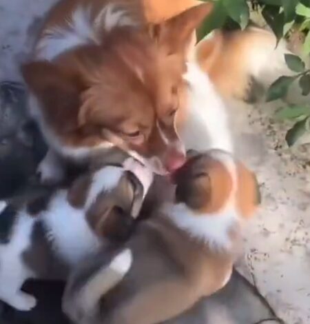 Calls for animal cruelty laws face censorship in China amid crackdown on activism: Report