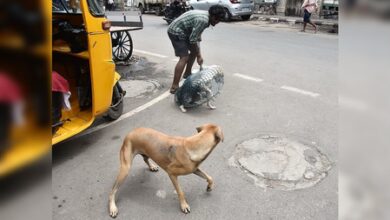 TN steps up stray dog vaccination, sterilisation drive after toddler attacked TN steps up stray dog vaccination, sterilisation drive after toddler attacked