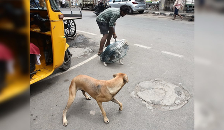 TN steps up stray dog vaccination, sterilisation drive after toddler attacked TN steps up stray dog vaccination, sterilisation drive after toddler attacked