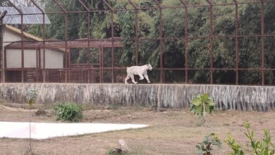 MP govt plans to double Mukundpur White Tiger Safari area MP govt plans to double Mukundpur White Tiger Safari area