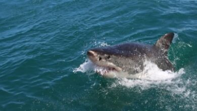 CMFRI bets on digital tech to boost shark conservation