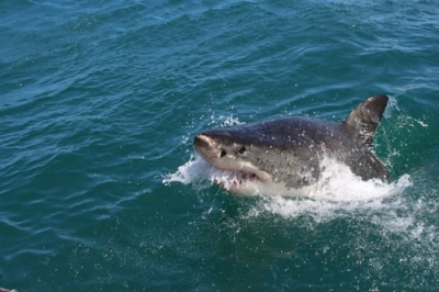 CMFRI bets on digital tech to boost shark conservation