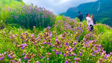 TN bars public from Neelakurinji blooming site to protect wildlife, fragile habitat