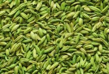 ‘Gujarat secured Cumin, Fennel GI tags via misleading claims’, say Rajasthan farmers seeking revocation