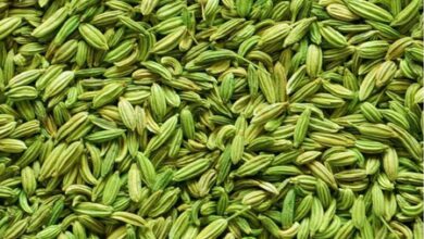 ‘Gujarat secured Cumin, Fennel GI tags via misleading claims’, say Rajasthan farmers seeking revocation
