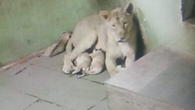 Gujarat: Three Asiatic Lion cubs born at Rajkot Zoo, population rises to 20