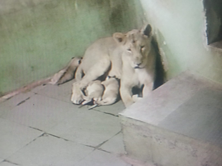 Gujarat: Three Asiatic Lion cubs born at Rajkot Zoo, population rises to 20 Gujarat: Three Asiatic Lion cubs born at Rajkot Zoo, population rises to 20