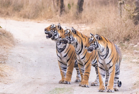 India proud to have nearly 70 pc of world’s tiger population: PM Modi on Global Tiger Day India proud to have nearly 70 pc of world’s tiger population: PM Modi on Global Tiger Day