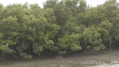 Gujarat leads nation in mangrove cultivation under ‘MISHTI’ scheme