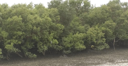 Gujarat leads nation in mangrove cultivation under ‘MISHTI’ scheme Gujarat leads nation in mangrove cultivation under ‘MISHTI’ scheme