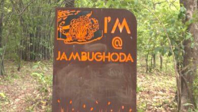 Gujarat: Dhanpuri eco-tourism centre in Panchmahal emerges as tourist hotspot