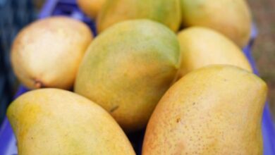 India exports Neelam, Totapuri mangoes to Maldives for first time India exports Neelam, Totapuri mangoes to Maldives for first time