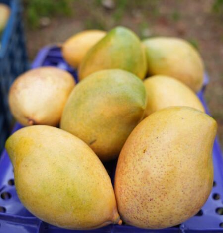 India exports Neelam, Totapuri mangoes to Maldives for first time India exports Neelam, Totapuri mangoes to Maldives for first time