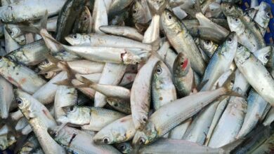 El Nino may hit sardine catch next year, warns CMFRI