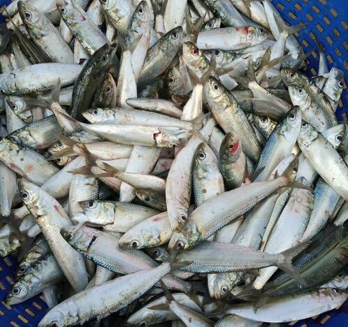 El Nino may hit sardine catch next year, warns CMFRI