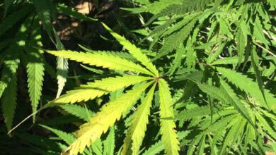 Security crackdown in Northeast drives demand for Nepal marijuana Security crackdown in Northeast drives demand for Nepal marijuana