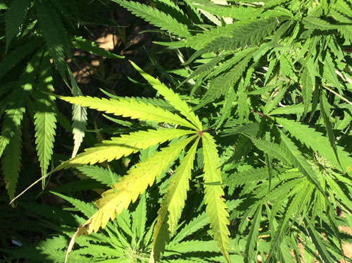 Security crackdown in Northeast drives demand for Nepal marijuana Security crackdown in Northeast drives demand for Nepal marijuana