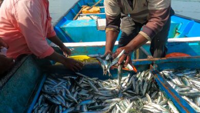 MOSPI seeks feedback on concept paper for asset accounts of marine fish resources
