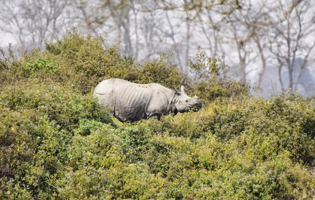 Eco-sensitive zone around Kaziranga to remain in place till further notice: Himanta Sarma Eco-sensitive zone around Kaziranga to remain in place till further notice: Himanta Sarma