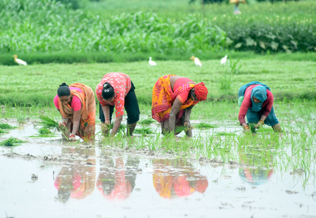 Total area sown in India’s current kharif season so far crosses 1,016 lakh hectares Total area sown in India’s current kharif season so far crosses 1,016 lakh hectares