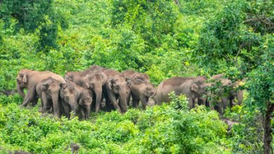 TN notifies 3 elephant corridors for safe movement between Hosur forest division, Karnataka TN notifies 3 elephant corridors for safe movement between Hosur forest division, Karnataka