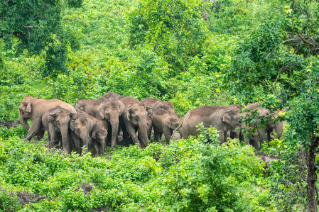 WII gives clarion call to save our gentle giants on World Elephant Day WII gives clarion call to save our gentle giants on World Elephant Day
