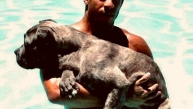 Vin Diesel marks 25 years of ‘Fast & Furious’ with original film’s global re-release ahead of ‘Fast Forever’ Vin Diesel marks 25 years of ‘Fast & Furious’ with original film’s global re-release ahead of ‘Fast Forever’