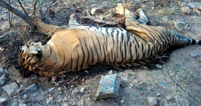 Pawan Kalyan orders probe into death of tiger in Nagarjunasagar-Srisailam Tiger Reserve Pawan Kalyan orders probe into death of tiger in Nagarjunasagar-Srisailam Tiger Reserve
