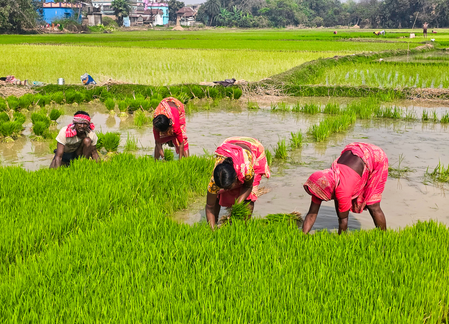 Biodiversity authority releases Rs 8.22 crore to rice research institutions, rice-growing states