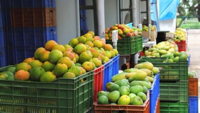 TN plans mango industrial corridor in Dharmapuri-Krishnagiri; 5 processing parks proposed