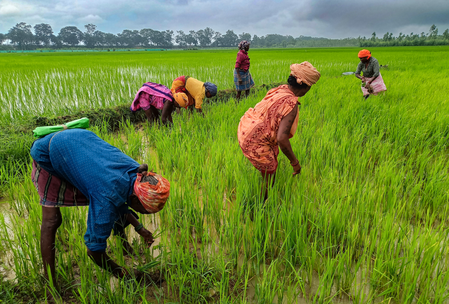 Maha: 1.40 lakh farmers ineligible for loan waiver, relief for 16.96 lakh in two days