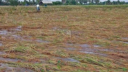 Rajasthan tops country with over 10 million hectares under crop insurance Rajasthan tops country with over 10 million hectares under crop insurance