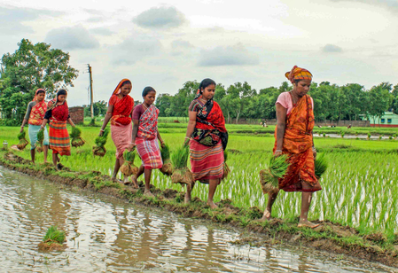 Total area sown in India’s current kharif season so far crosses 967 lakh hectares
