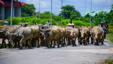 Over 50 lakh dairy farmers receiving Kisan Credit Card benefits: Minister Over 50 lakh dairy farmers receiving Kisan Credit Card benefits: Minister