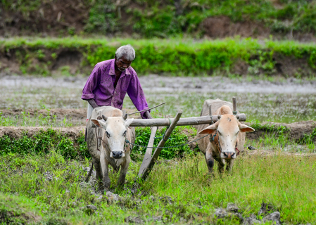 Coriander prices crash to Rs 1/kg in Multai; farmers destroy standing crop Coriander prices crash to Rs 1/kg in Multai; farmers destroy standing crop