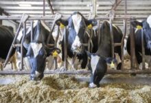 Tamil Nadu plans 22,500 milch cows to boost Aavin milk procurement Tamil Nadu plans 22,500 milch cows to boost Aavin milk procurement