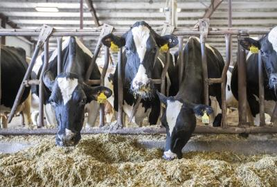 Tamil Nadu plans 22,500 milch cows to boost Aavin milk procurement Tamil Nadu plans 22,500 milch cows to boost Aavin milk procurement
