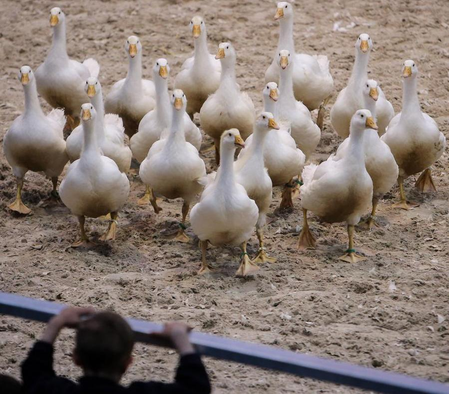 Australian outbreak of H5N1 bird flu surpasses 200 cases Australian outbreak of H5N1 bird flu surpasses 200 cases